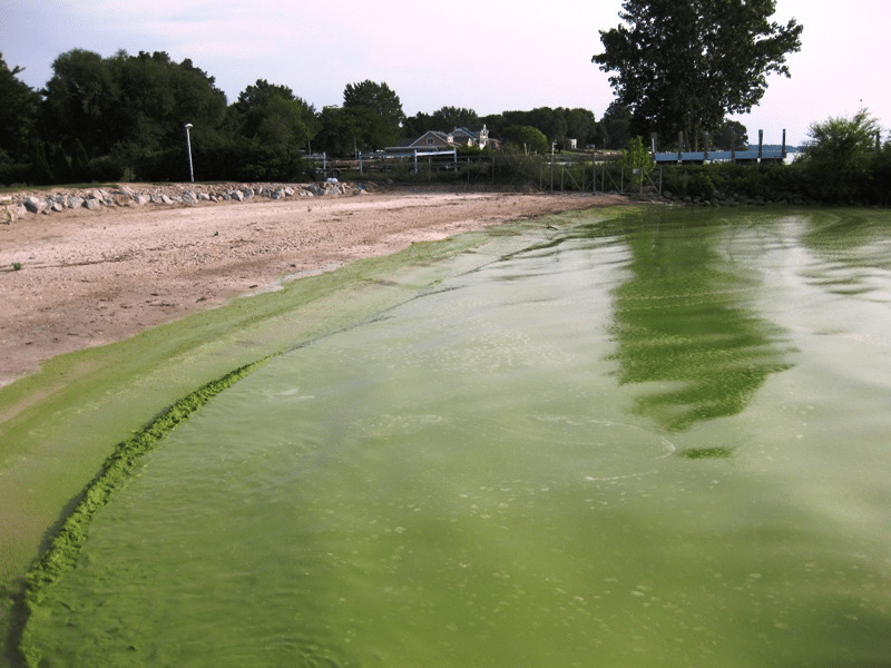 Синьо-зелени водорасли във вода като предупреждение за къпане през лятото